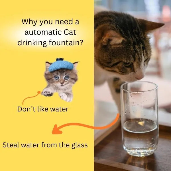 CATS DRINKING FOUNTAIN 01