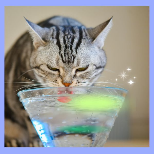 Pet drinking fountain