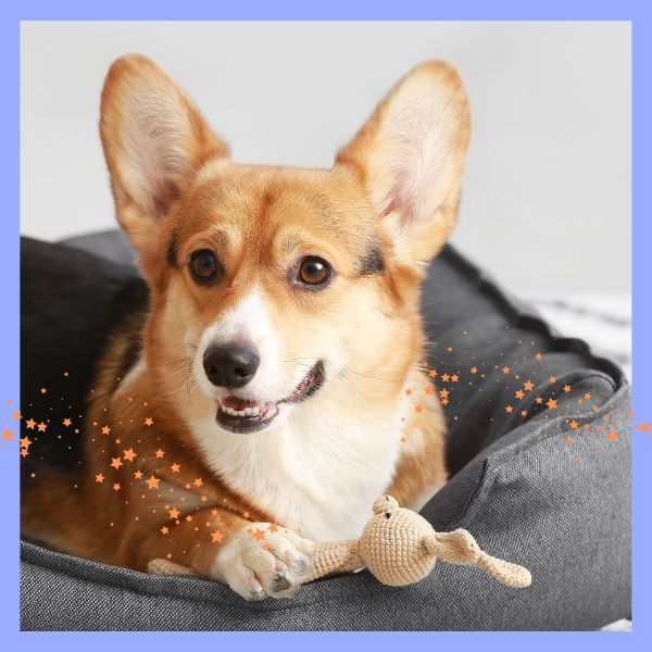 Dog beds